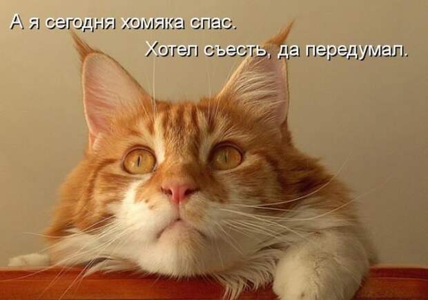Прикольные и смешные зверюшки # 34