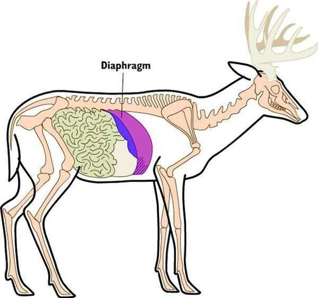 Орган оленя. Диафрагма анатомия млекопитающих. Дыхательная система млекопитающих. Внутренние органы оленя.