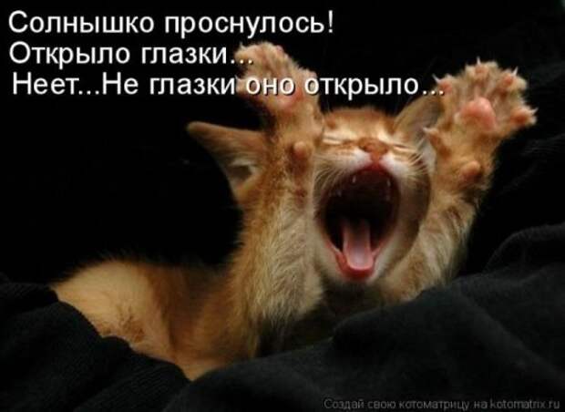 Веселая котоматрица