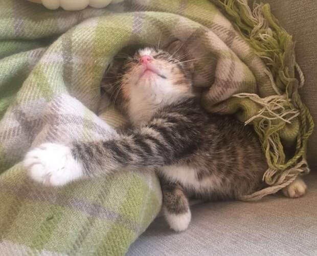 спасение больного котенка котенок на кровати