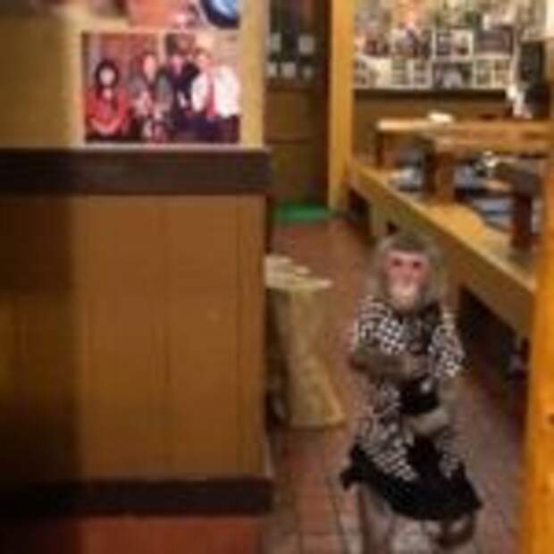 Обезьяна-официантка: В этом баре вас обслужит милая макака