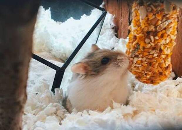 маленький хомяк