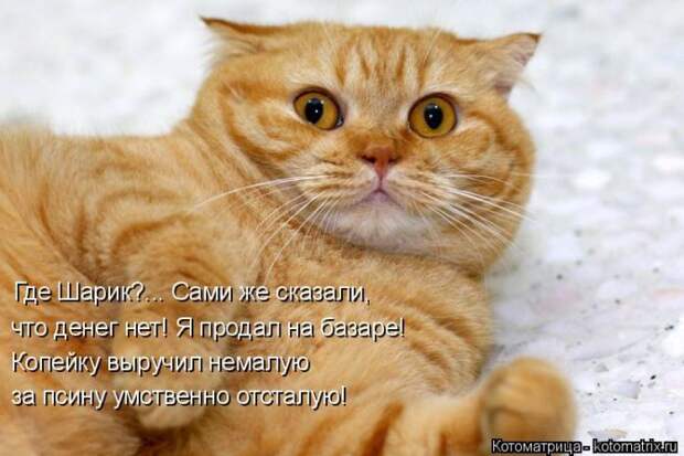 Лучшие котоматрицы недели (50 фото)