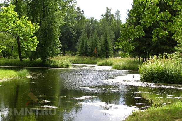 Водоем на участке как отражение стиля
