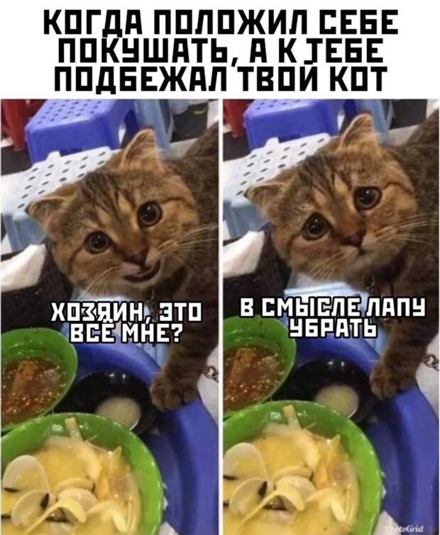 kartinok-prikolnyh-podborka-kartinki-smeshnye-kartinki-fotoprikoly