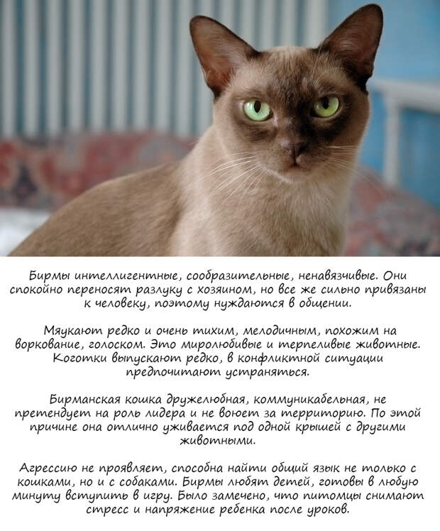 8 пород кошек для тех, у кого их никогда не было