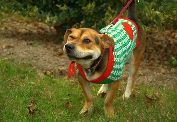 zhivotnye-chihayuschie-kartinki-koshki-sobaki-smeshnye-zhivotnye-kote