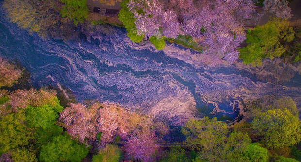 Цветущие вишни роняют свои лепестки в воды реки. Фото: Danilo Dungo.
