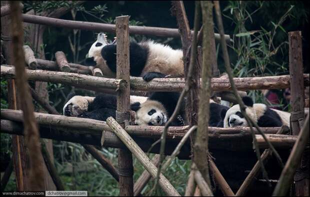 panda03