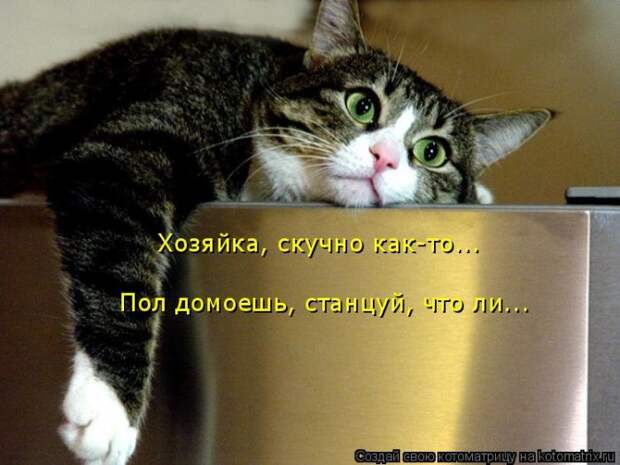 Забавные котоматрицы