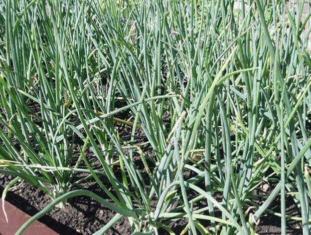 Если лук желтеет, поможет простое «спасительное» средство, которое в короткие сроки восстанавливает урожай