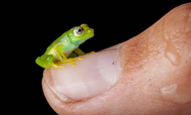 InSearchOfLostFrogs20 В поисках утраченной лягушки: редчайшие виды удивительных лягушек в фантастических фотографиях