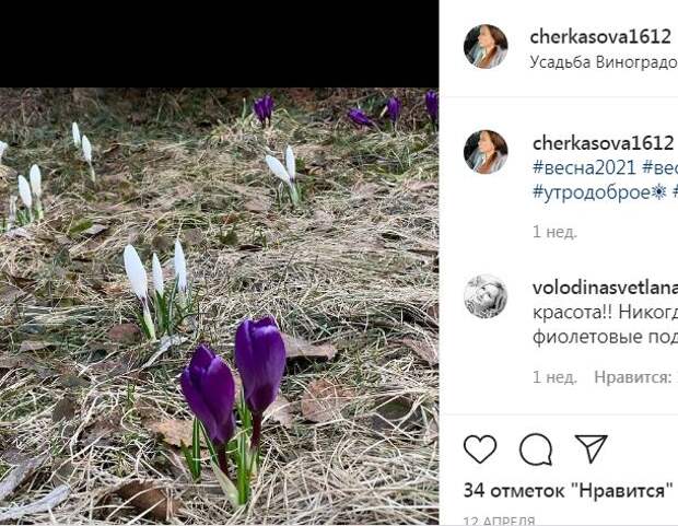 Фотокадр: в усадьбе Виноградово распускаются первоцветы