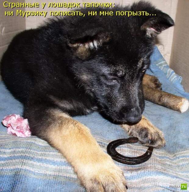 Котоматрица (18 фото)
