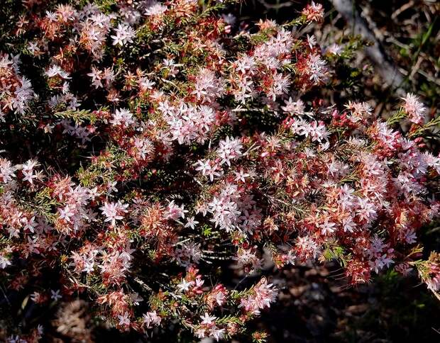 Весна в лесу...