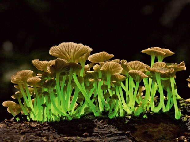 Лучшие фотографии National Geographic апреля 2014