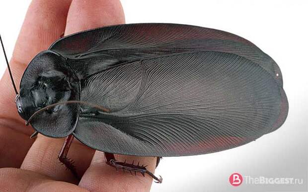 Megaloblatta blaberoides