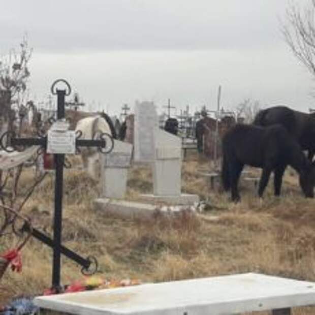 На кладбище в Шымкенте пасутся лошади
