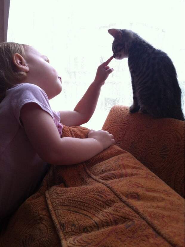 кошки делают мир лучше