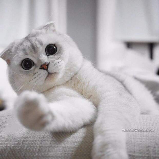Котяшки? Котейки? Короче про пушистиков... Котяшки? Котейки? Короче про пушистиков...