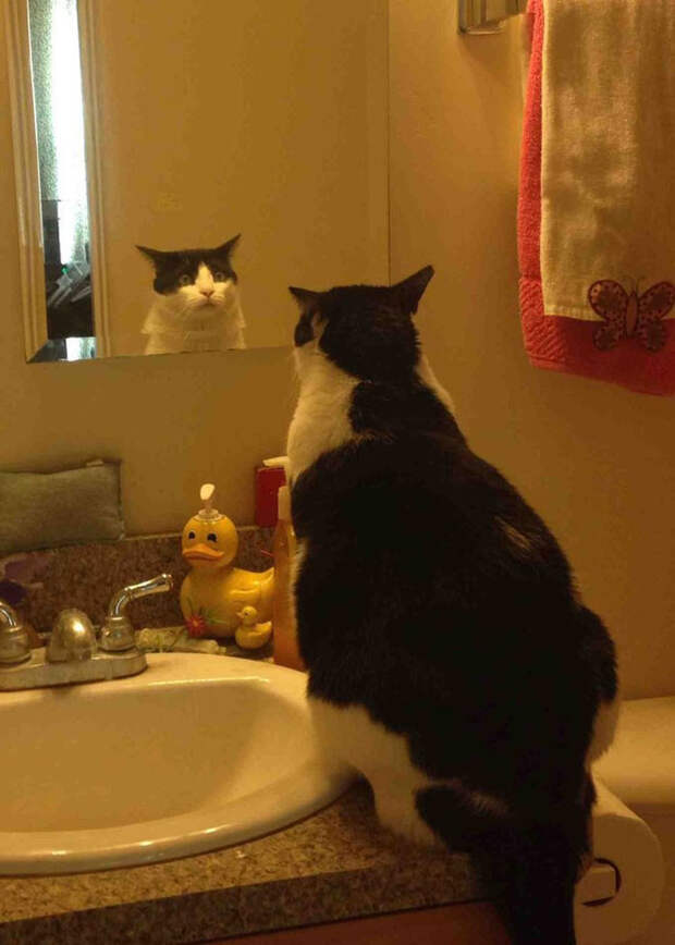 Неужели я правда так плохо выгляжу? животные, коты, лишний вес, юмор