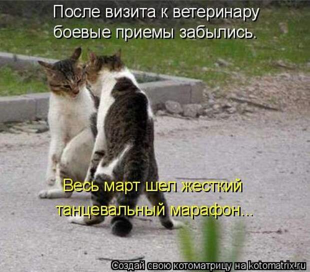 Новая котоматрица (36 фото)
