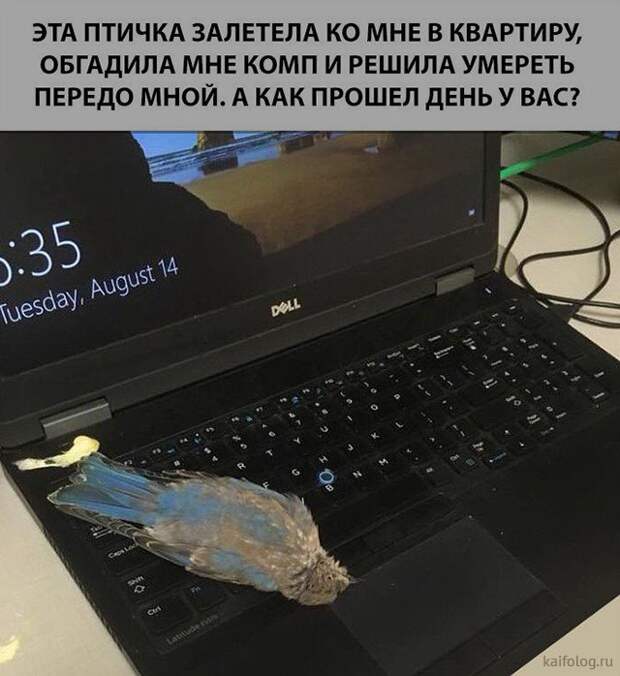 Прикольные шутки и высказывания (35 картинок) Прикольные шутки и высказывания (35 картинок)