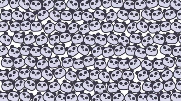 Головоломка дня: найдите коалу