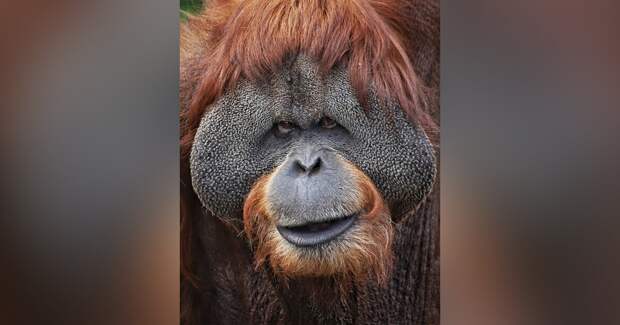 Орангутан Сандокан из Московского зоопарка скончался в возрасте 43 лет