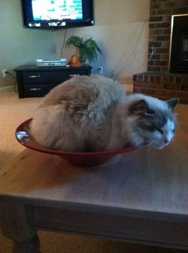 Прикольные картинки