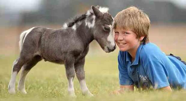 Мини лошади фалабелла Мини- лошади, удивительные животные