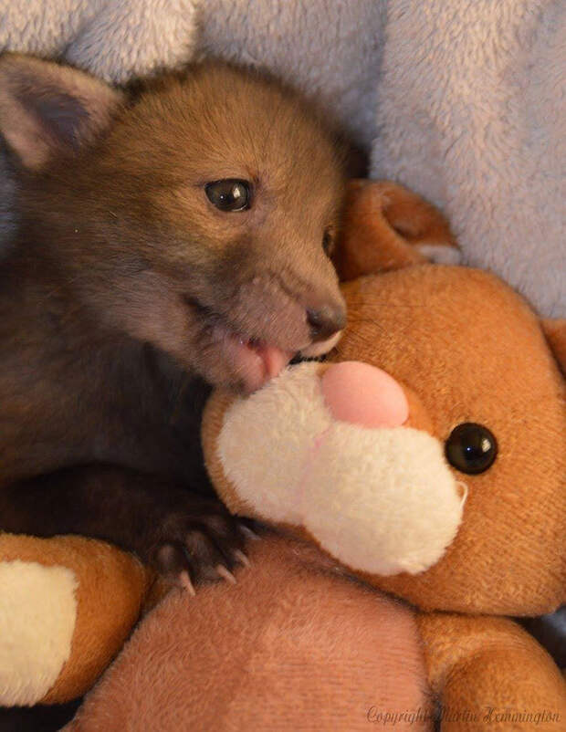 Спасенный детеныш лисы не расстается со своей игрушкой — плюшевым кроликом