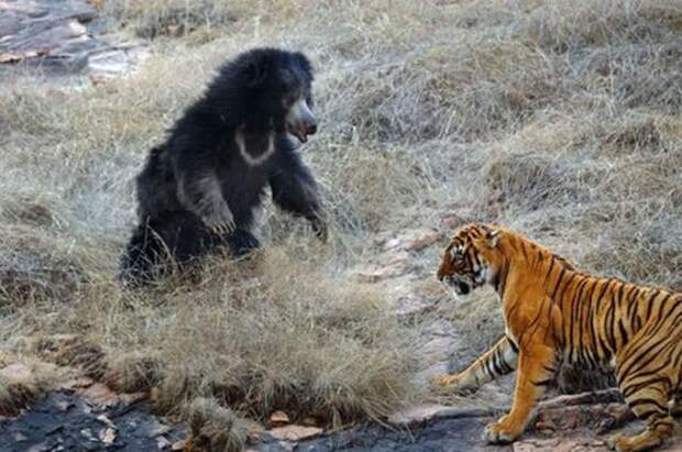 https://img.izismile.com/img/img4/20110718/640/the_mother_bear_and_the_tiger_640_09.jpg