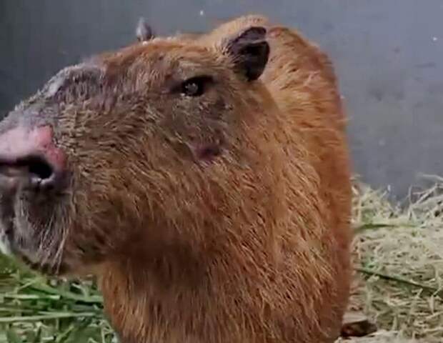 В Бразилии задержали восемь человек, напавших на капибару с палками и прутьями