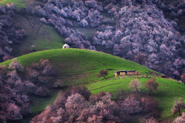 blooming-apricot-valley-yili-china-24