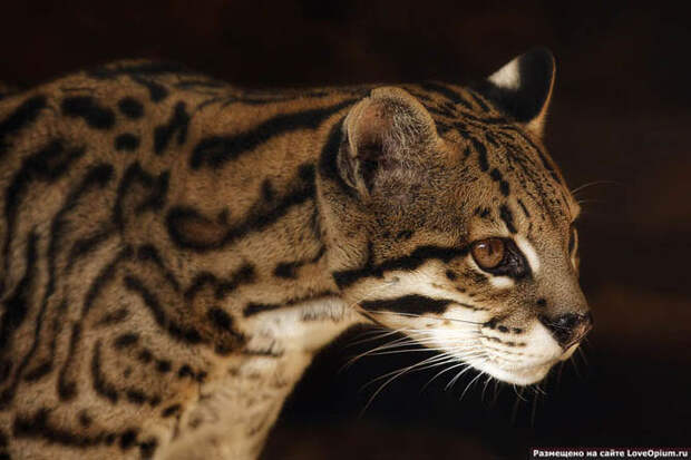 Портреты животных