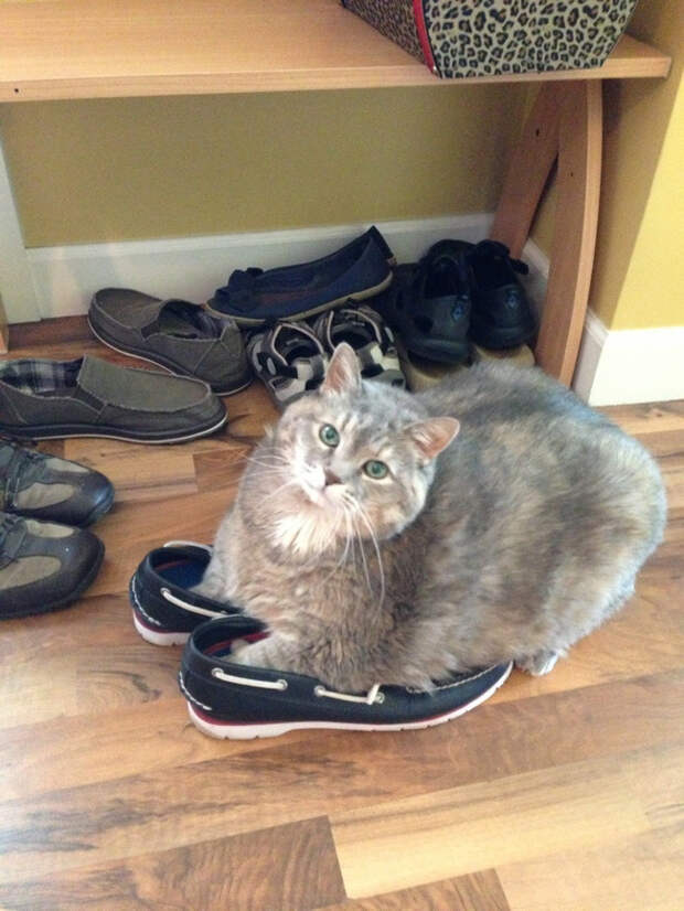 Кошки и обувь коты, обувь, фото
