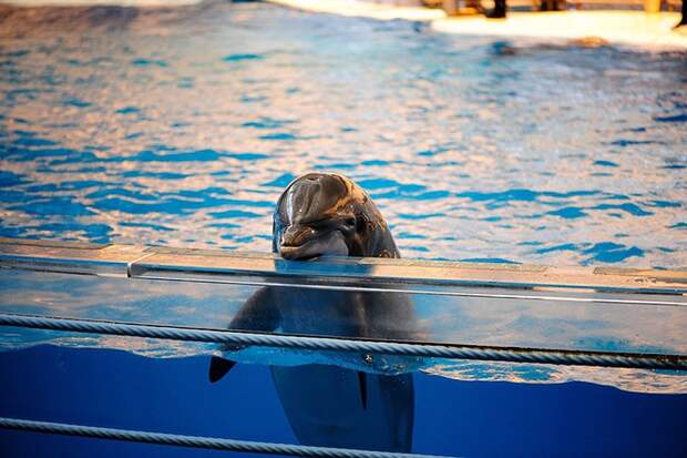 dolphins02 dolphins02 Самые удивительные факты о дельфинах