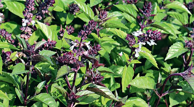 Выбираем сорта базилика на любой вкус: с ароматом лимона, карамели и другие