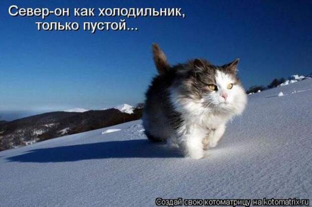 Котоматрицы