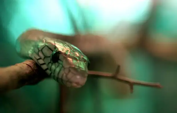 Кровь змеи.