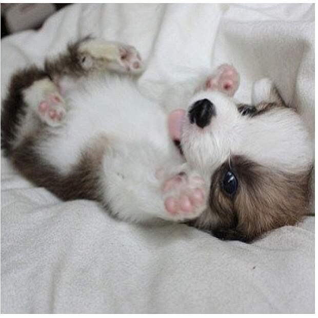 L3Ag4BNiBkI (612x612, 148Kb)