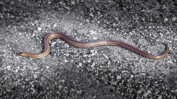 CBS News: пассажир в Майами попытался пронести в самолет змей в кармане брюк