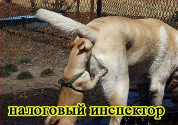Прикольные картинки - Професиии и животные