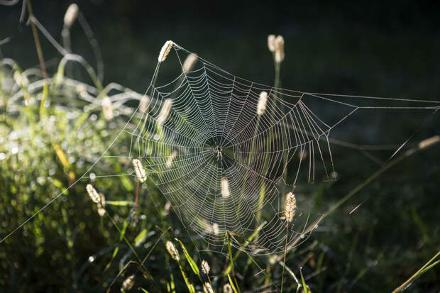 фото:Nikolay Gyngazov/Global Look Press