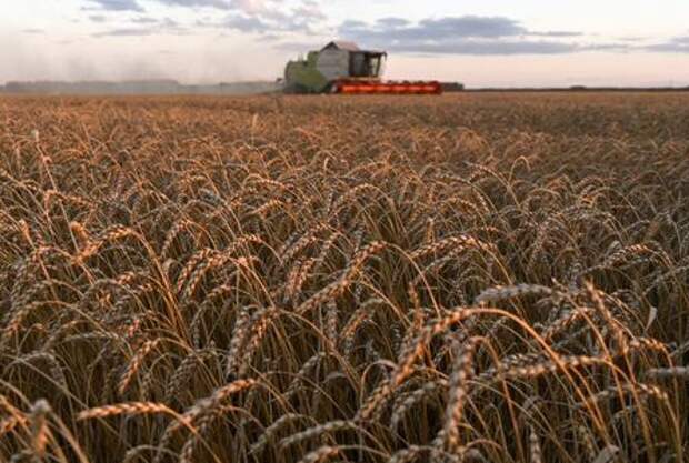 A combine harvests wheat in a field of Triticum farm in Omsk region, Russia September 16, 2020. Picture taken September 16, 2020. REUTERS/Alexey Malgavko