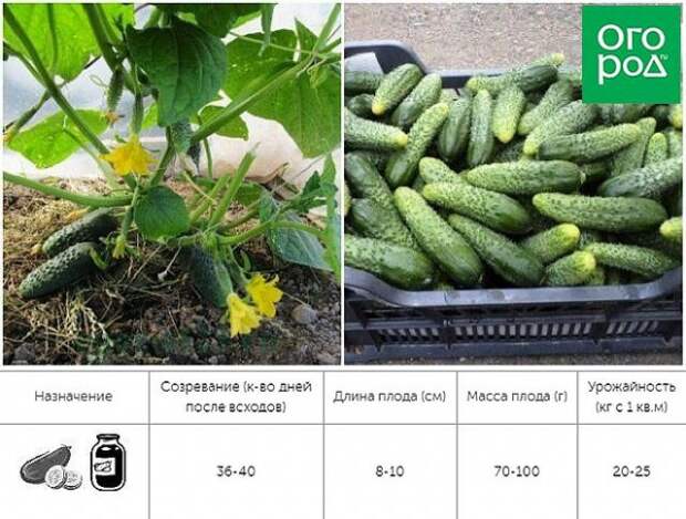 партенокарпические огурцы герман