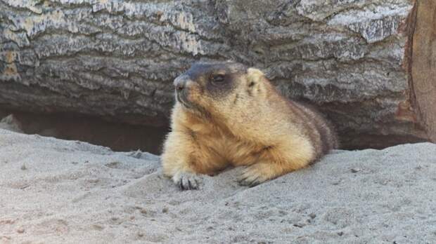В Барнауле сурок предсказал погоду на Алтае в свой праздник