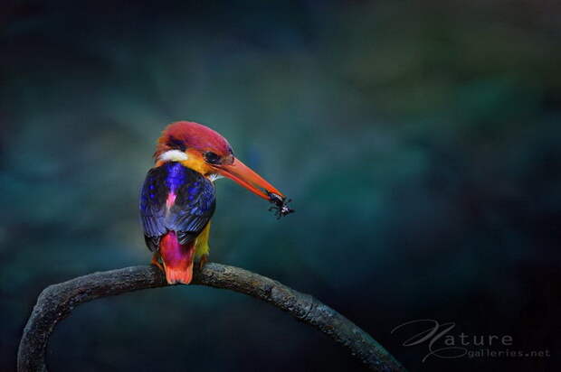 Сказочные птицы в фотографиях Sompob Sasismit