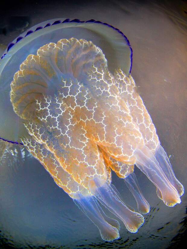 Древние инопланетные существа питаются планктоном, икрой рыб, маленькими рачками. Знаменитые щупальца медуз, имеющие нитевидную структуру, заманивают добычу, загоняя ее себе в ротовую полость животный мир, медузы